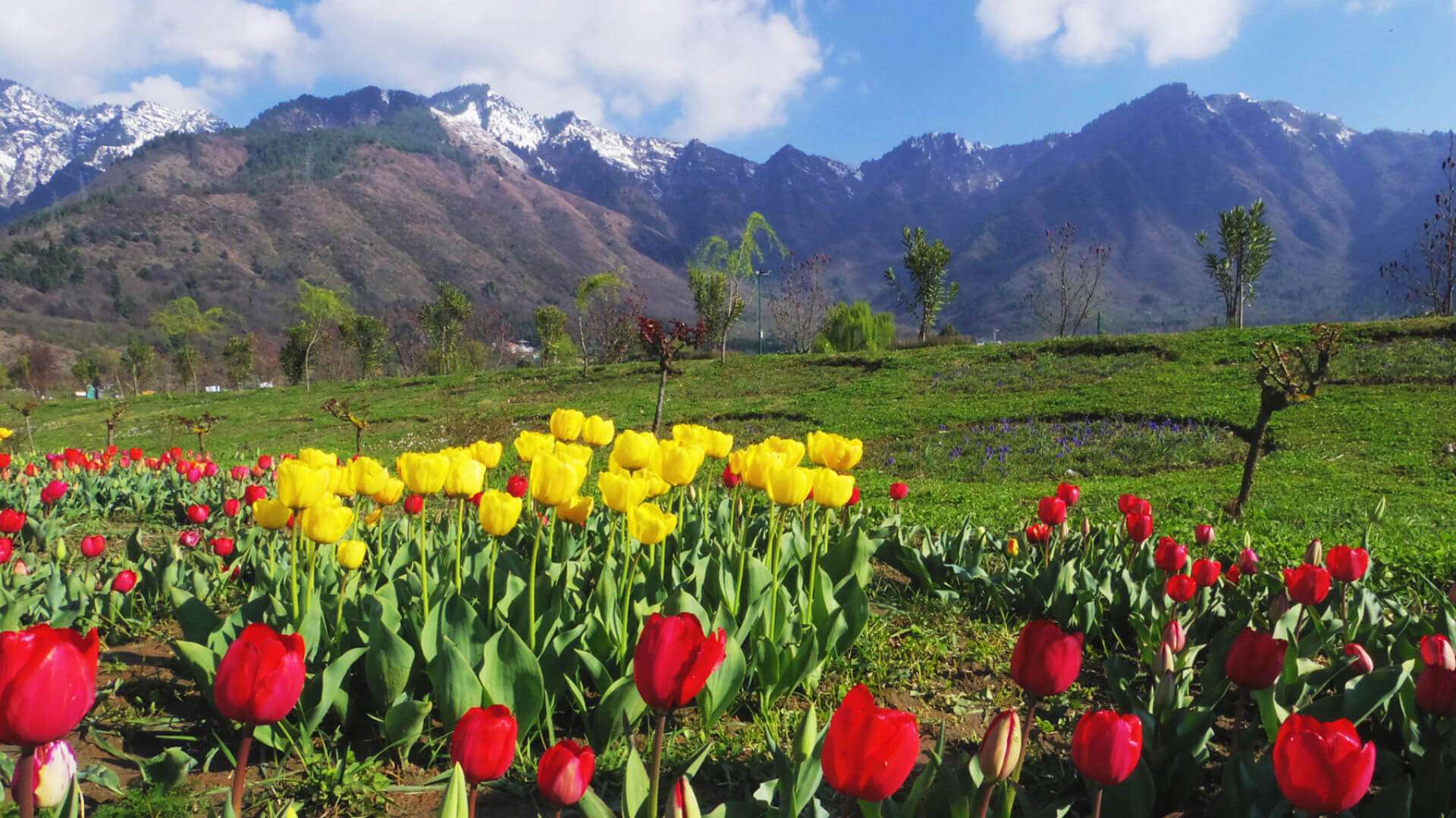 Kashmir Tulip Festival 2023 Date, History, Ticket Price, Major